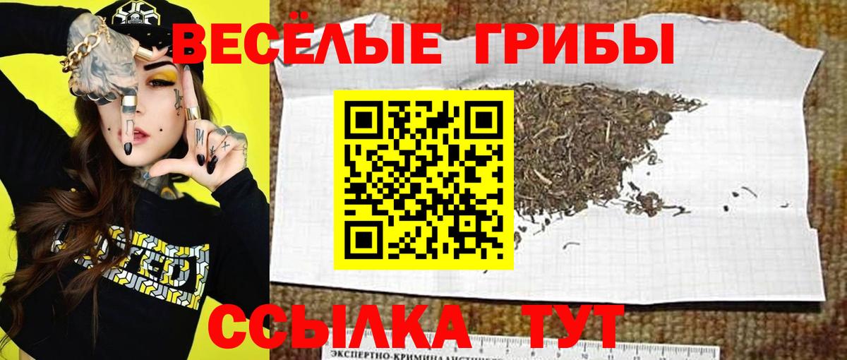 Псилоцибиновые грибы Psilocybine cubensis Котельники